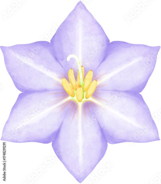 Obraz Watercolor a Blooming Eggplant Flower