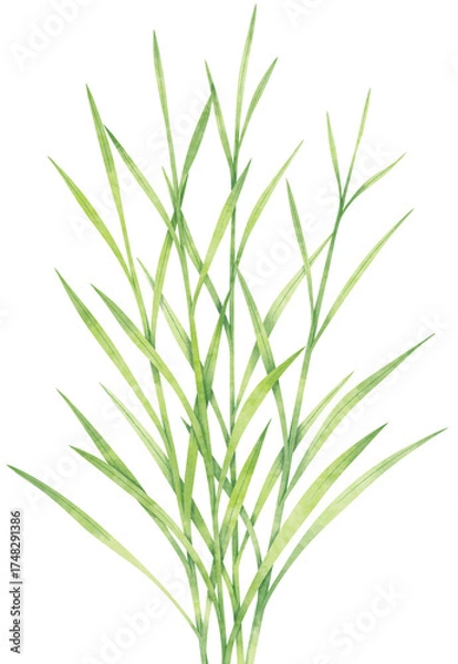 Obraz Watercolor Bermuda Grass Cluster