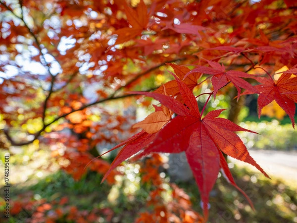 Obraz 陽に透ける紅の葉