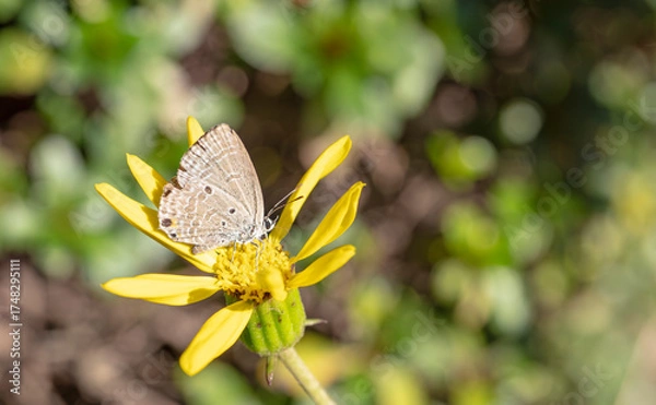 Fototapeta 黄花に舞う小さな蝶