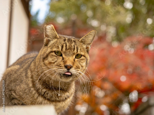 Fototapeta 紅葉映える秋の猫