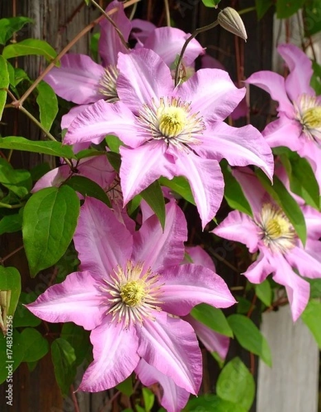 Obraz Pink clematis blossoms