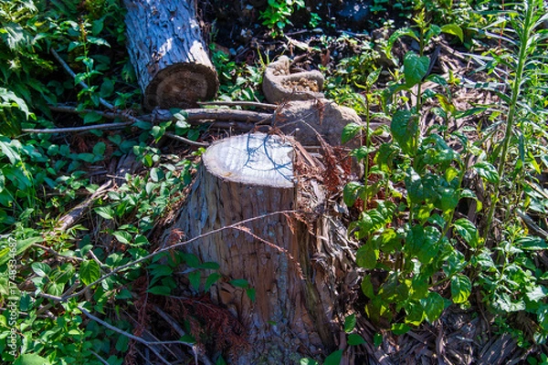 Obraz 伐採された木の切り株
