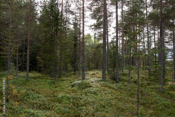 Fototapeta green pine forest in norway