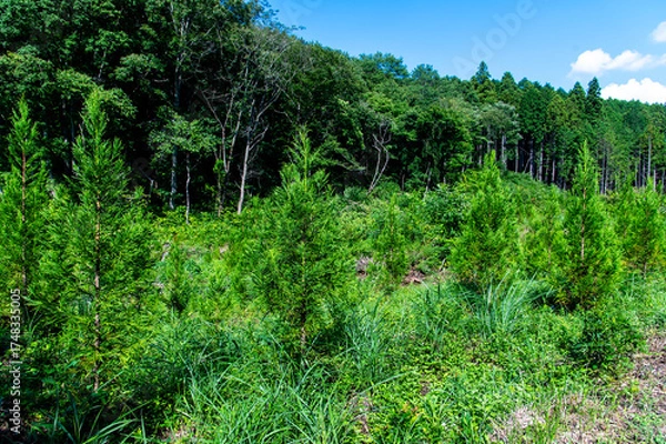 Obraz 植林した山
