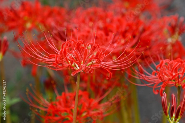 Fototapeta 彼岸花の美しいしべ