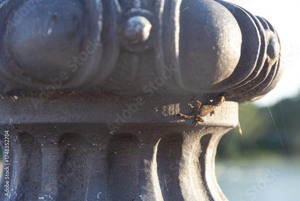 Fototapeta Small Gecko Camouflaged on an Ornate Stone Post