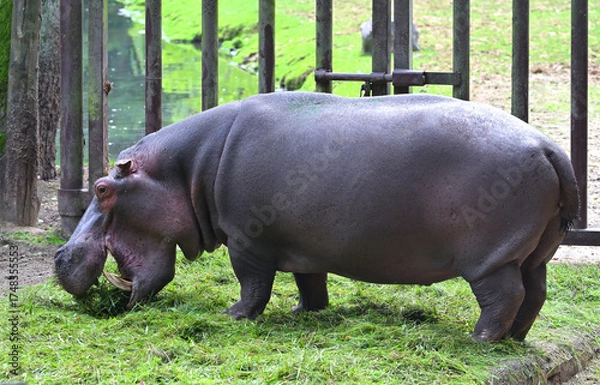 Fototapeta Hippopotamus