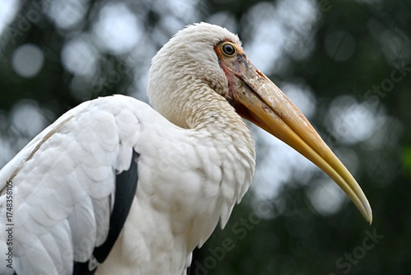 Fototapeta Milky stork