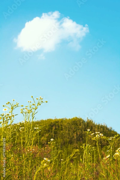 Obraz 5월 잔디와 구름