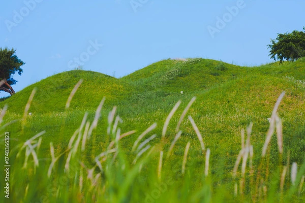 Obraz 대구 불로동 고분군 잔디