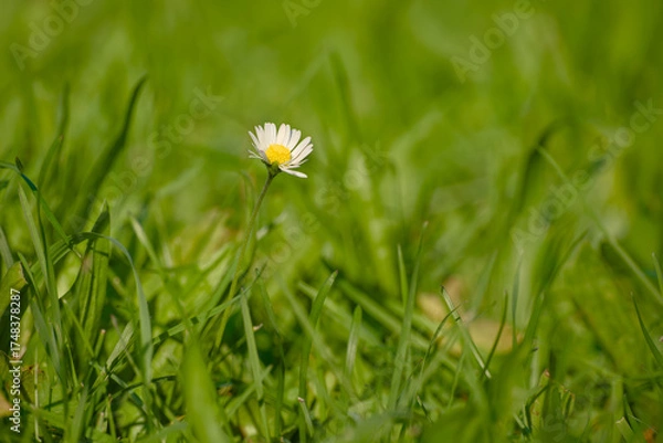 Fototapeta Daisy flower in green grass bathed in warm evening sunlight