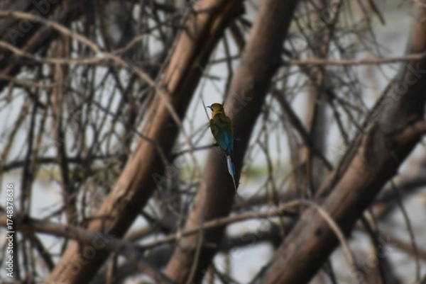 Obraz kingfisher on branch