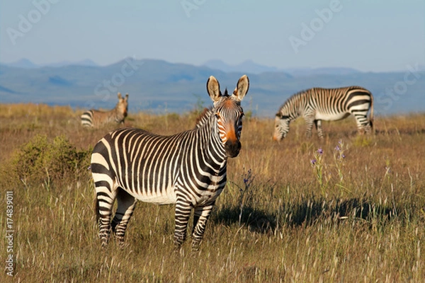 Fototapeta Cape mountain zebras (Equus zebra) in grassland, Mountain Zebra National Park, South Africa.