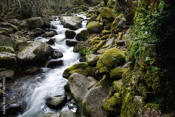Fototapeta crystal clear water flows between the rocks