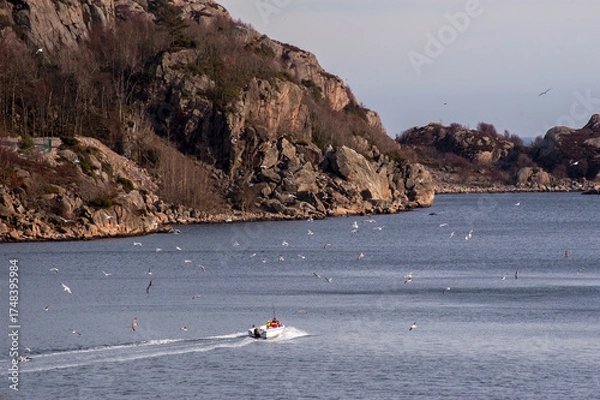 Fototapeta small boat speeding through coastal waters with seagulls flying overhead.