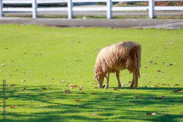 Obraz Close up the brown Sheep is rest in garden