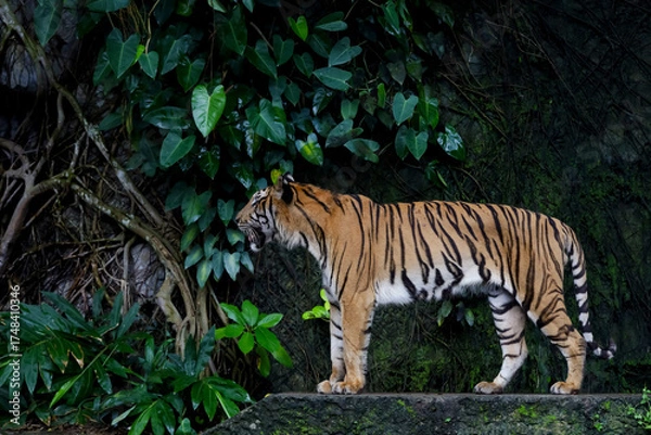 Obraz Close up Indochinese tiger is beautiful animal and dangerous