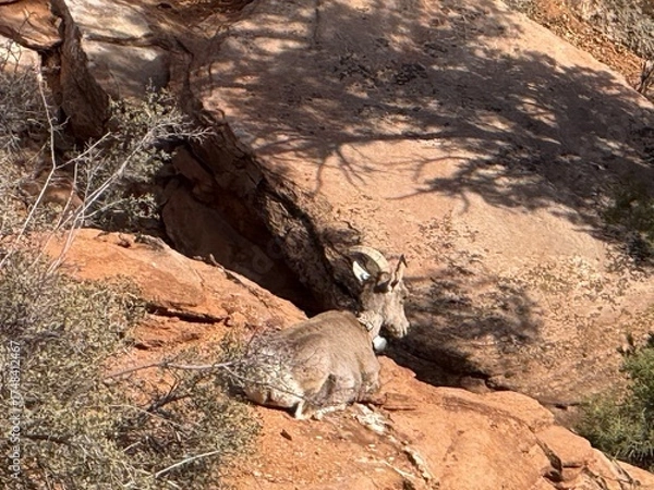 Obraz Wild bighorn goat at Zion canyon, met while hiking.