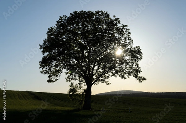 Obraz Solitary Tree Against Setting Sun