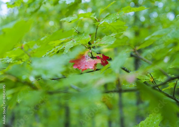 Fototapeta A red leaf in an oak forest heralds the beginning of autumn in Navarre.