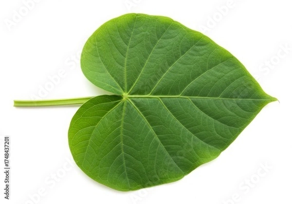 Obraz Heart Shaped Green Leaf with Prominent Veins White Background