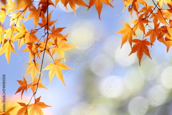 Obraz 黄葉したカエデの葉