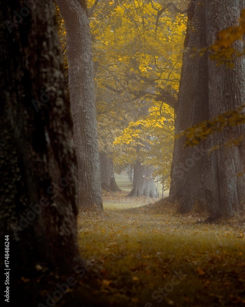 Obraz autumn in the forest