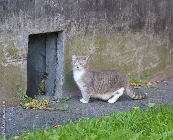 Obraz A gray cat is standing on the asphalt near the basement window