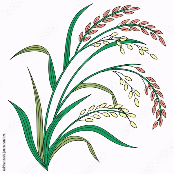 Fototapeta Stylized illustration of green rice stalks with ripening grains in shades of yellow and pink on a white background