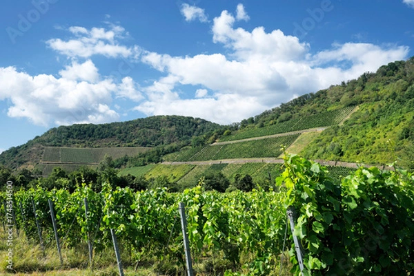 Obraz Weinanbaugebiet Mittelrhein bei Leutesdorf und Rebstöcke mit grünen Blättern im Sommer - Stockfoto