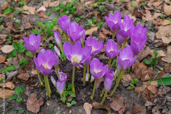Obraz autumn crocus, (Colchicum speciosum), blooming in autumn with dry leaves on the ground, side view