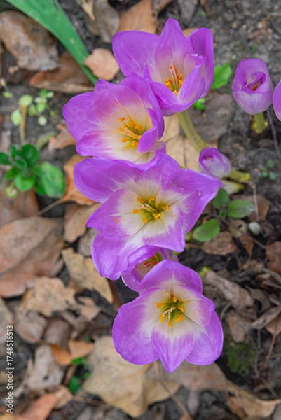 Obraz autumn crocus, (Colchicum speciosum), blooming in autumn with dry leaves on the ground, view from above