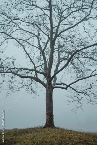 Obraz tree in the fog