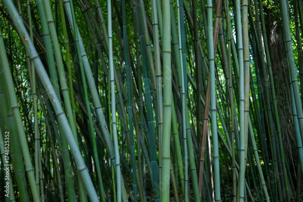 Obraz bamboo forest background