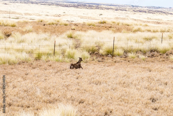 Fototapeta The goat or domestic goat (Capra hircus) is a species of goat-antelope that is mostly kept as livestock.  Waikoloa Rd, Waimea, Hawaii island / The Big Island.
