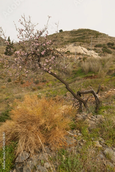 Fototapeta Mandelblüte im Hinterland von Almuñecar im Süden von Spanien an der Costa Tropical in der Provinz Granada