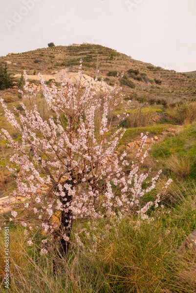 Obraz Mandelblüte im Hinterland von Almuñecar im Süden von Spanien an der Costa Tropical in der Provinz Granada