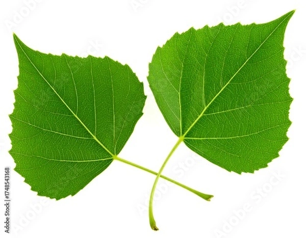 Fototapeta Two vibrant green leaves against a white background.  Close-up, showing intricate venation