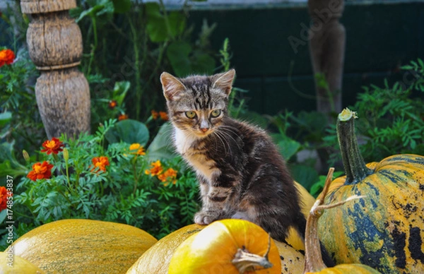 Fototapeta funny kitten sitting on a pumpkin