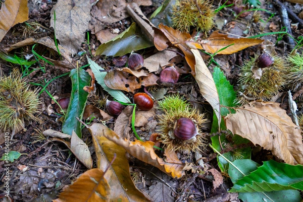 Obraz Autumn leaves blanket the forest floor in vibrant red, orange, and yellow tones. Sunlight filters softly through the trees, creating a warm, golden glow