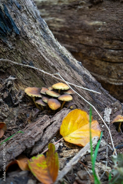 Obraz Autumn leaves blanket the forest floor in vibrant red, orange, and yellow tones. Sunlight filters softly through the trees, creating a warm, golden glow