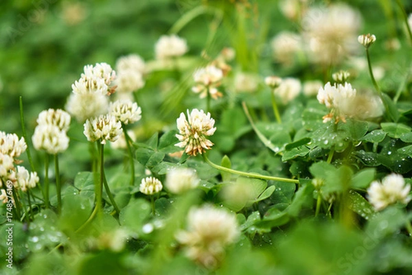 Obraz Delicate clover flowers bloom above lush green foliage, glistening with morning dew in a sunny field