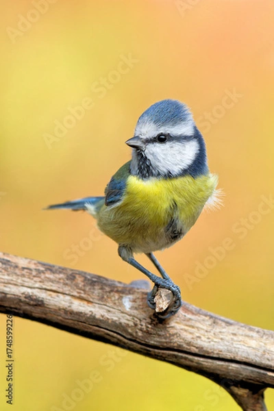 Obraz Blaumeise im Garten