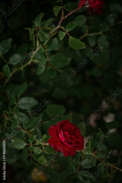 Obraz red rose in the garden