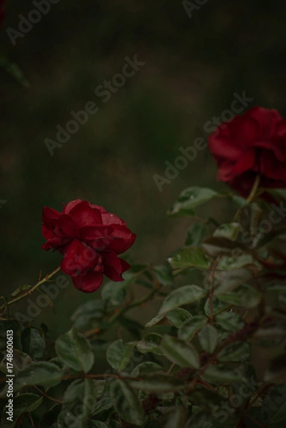 Obraz red rose in the garden