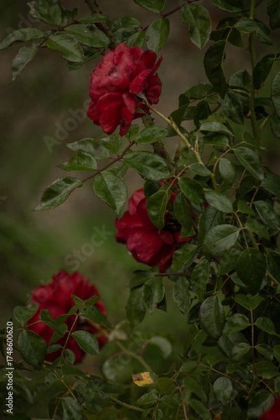 Obraz red rose in the garden