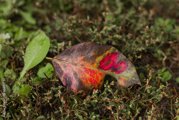 Obraz autumn leaves on the ground