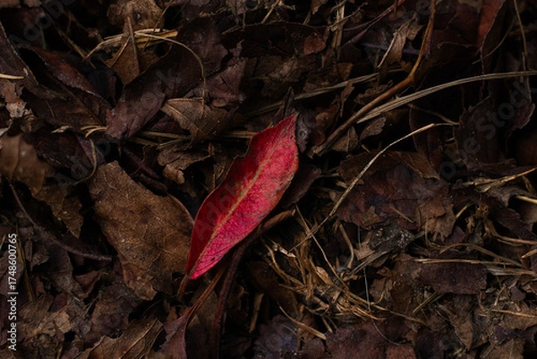 Obraz red leaf on the ground