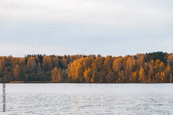 Fototapeta autumn forest in the morning